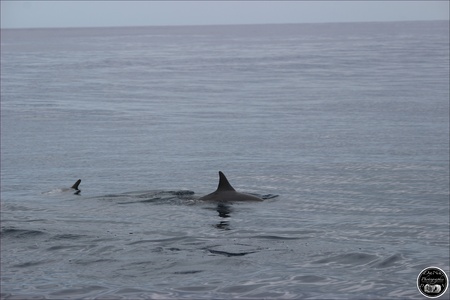 Les dauphins, île Maurice en 2022