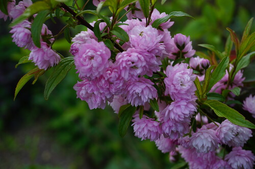 Fan fan la tulipe et prunus