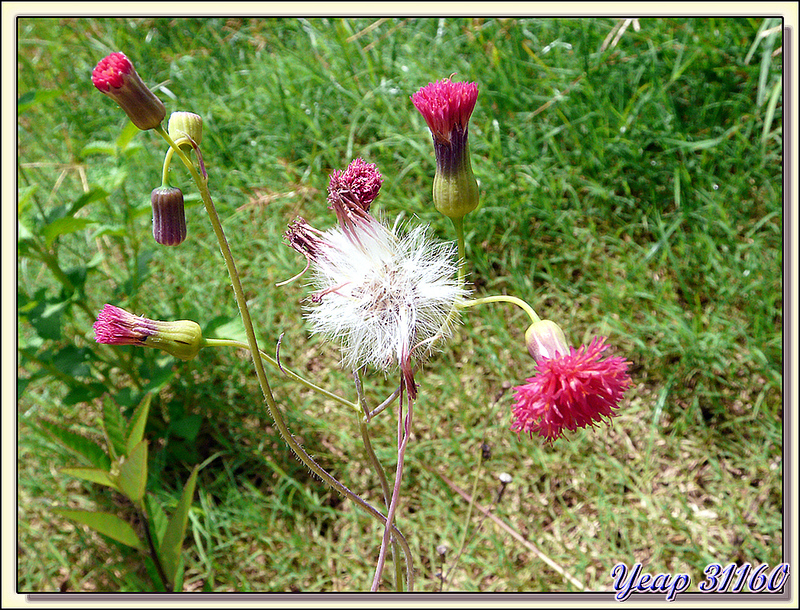 Petite fleur des friches et des prairies - Huahine - Polynésie française