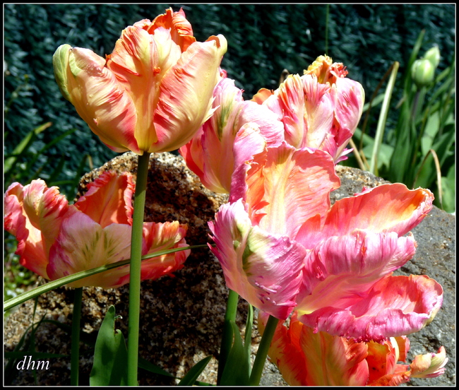 Explosion de couleurs dans mon jardin