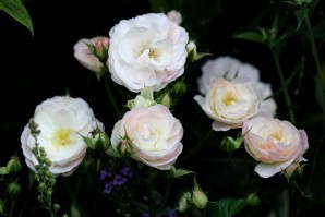 Bouquet Parfait4-copie-1