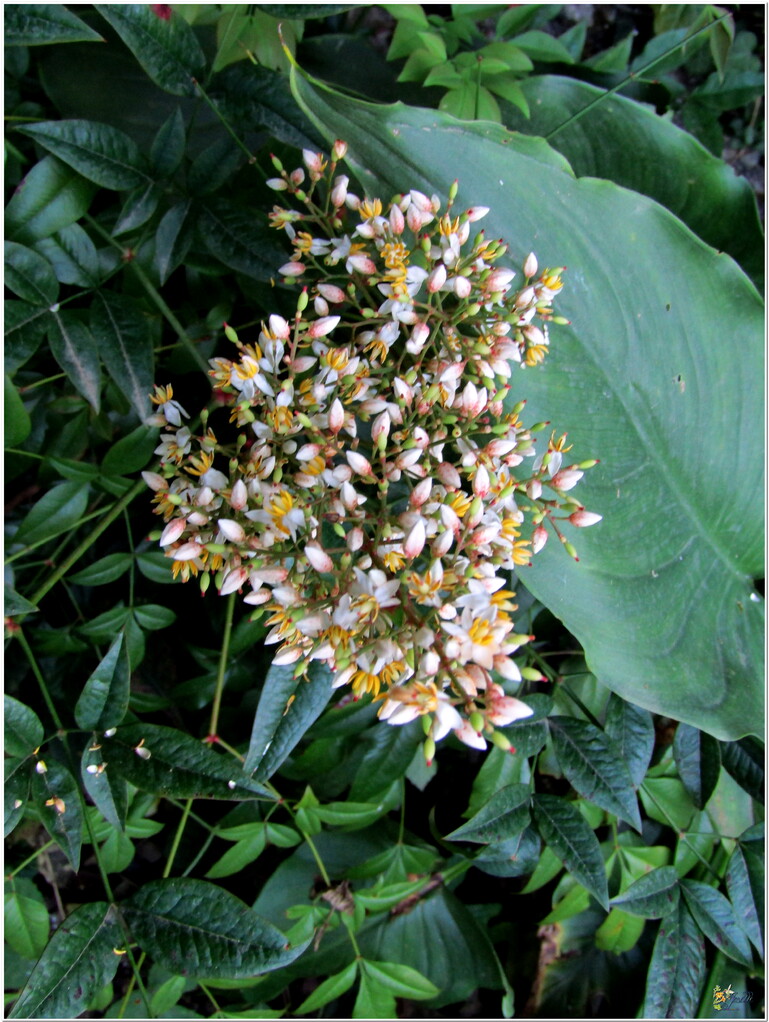 MON JARDIN - DES FLEURS 