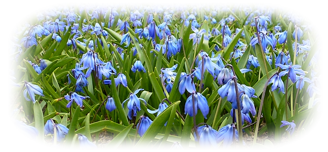Tubes Fleurs