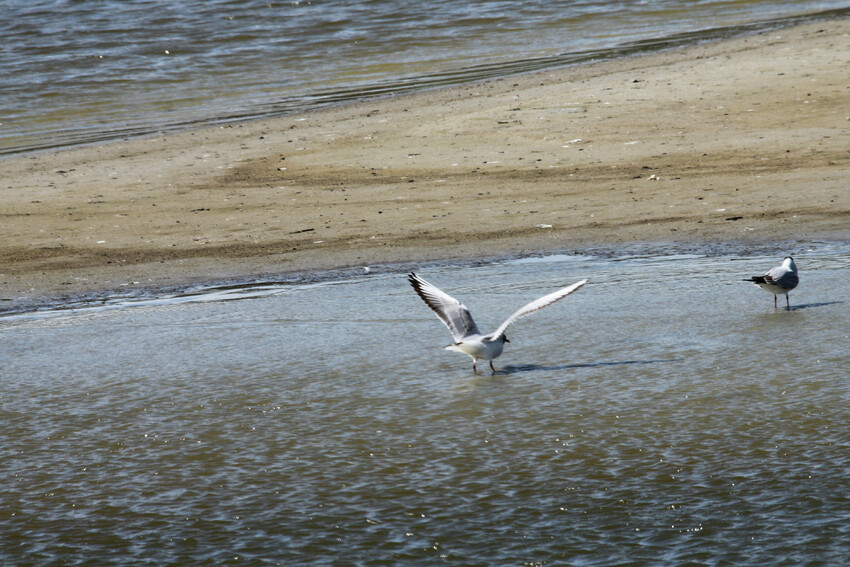 mouettes rieuses 