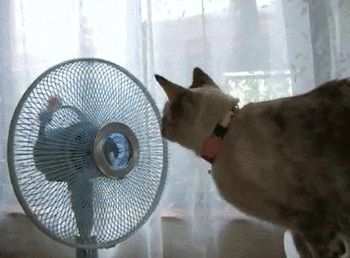  cat fan wind machine GIF