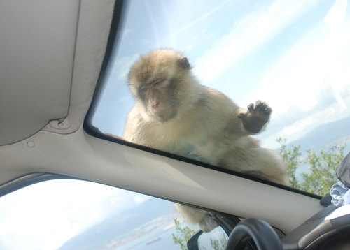 Un macaque à GIBRALTAR