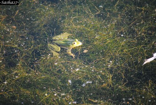 Grenouille Verte