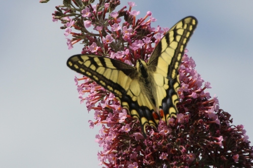 Papillons de ce jour