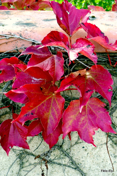 La vigne vierge en automne