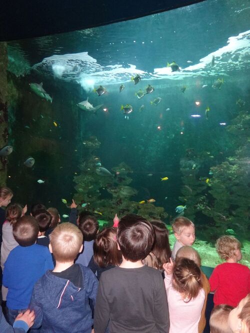 Les maternelles à l'aquarium à Liège