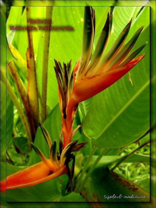 Balisier Heliconia Psittacorum