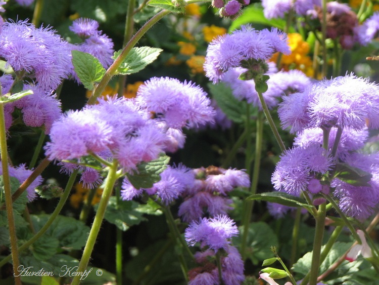 Quelques fleurs