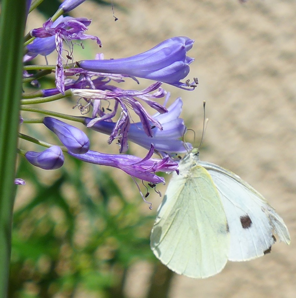 Un papillon blanc très gourmand...
