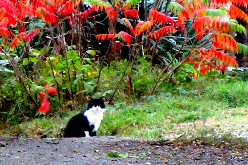 Un chat en automne