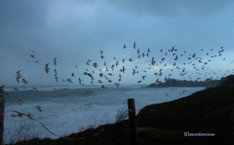 Jeux d'oiseaux dans la tempête à Porsguen