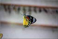 Papillons Tropicaux Delias descombesi eranthos Pieridae