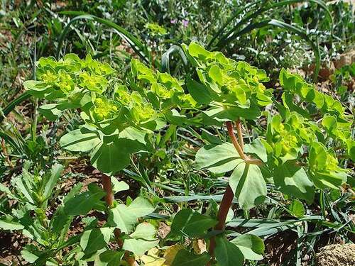 Fleurs cultivées : Euphorbe