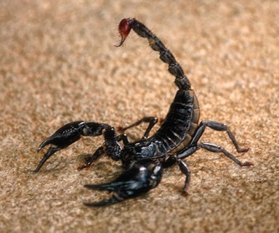 Black-Scorpion.jpg