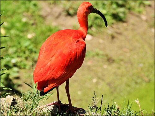 Photo d'Ibis rouge du Zoo de la Palmyre