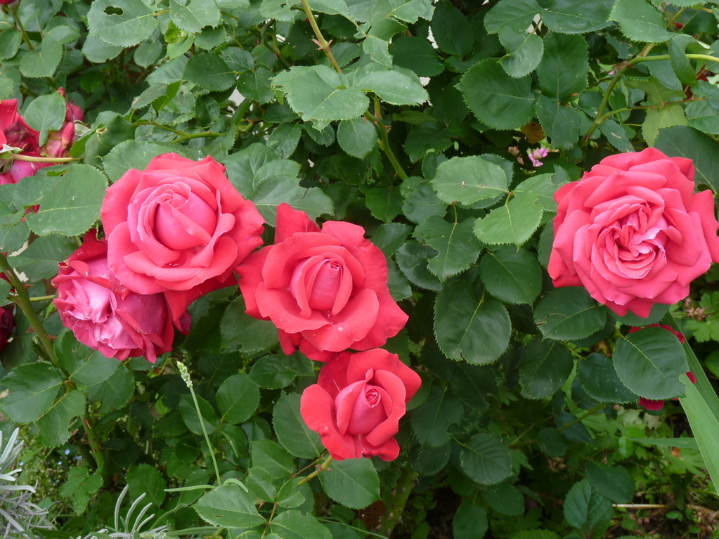 des roses  à foison 