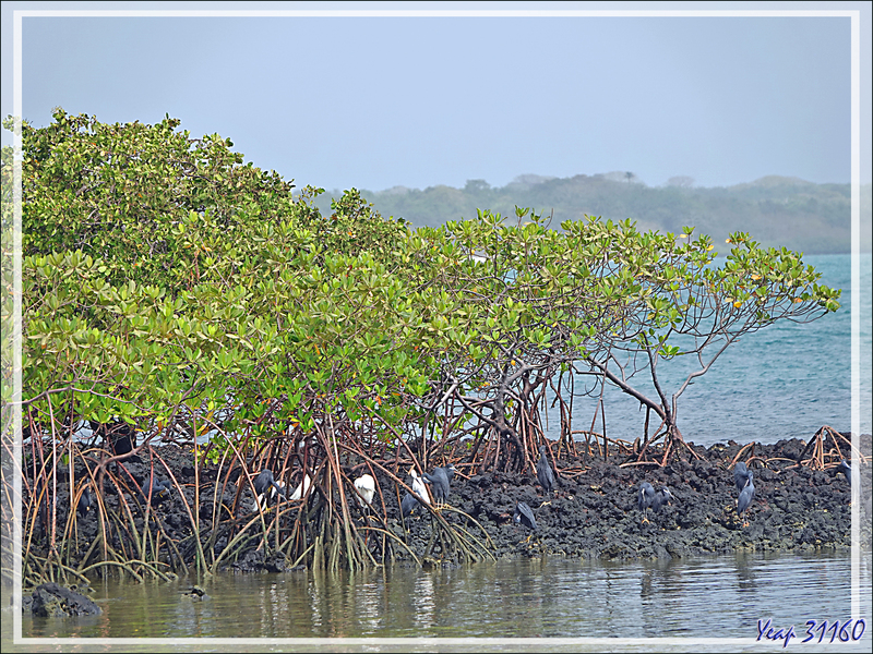 Quelques oiseaux sur et autour de l'îlot Kéré - Bijagos - Guinée Bissau