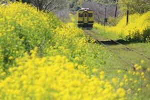 story life railway japan yellow flowers 