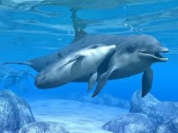 photos de dauphins