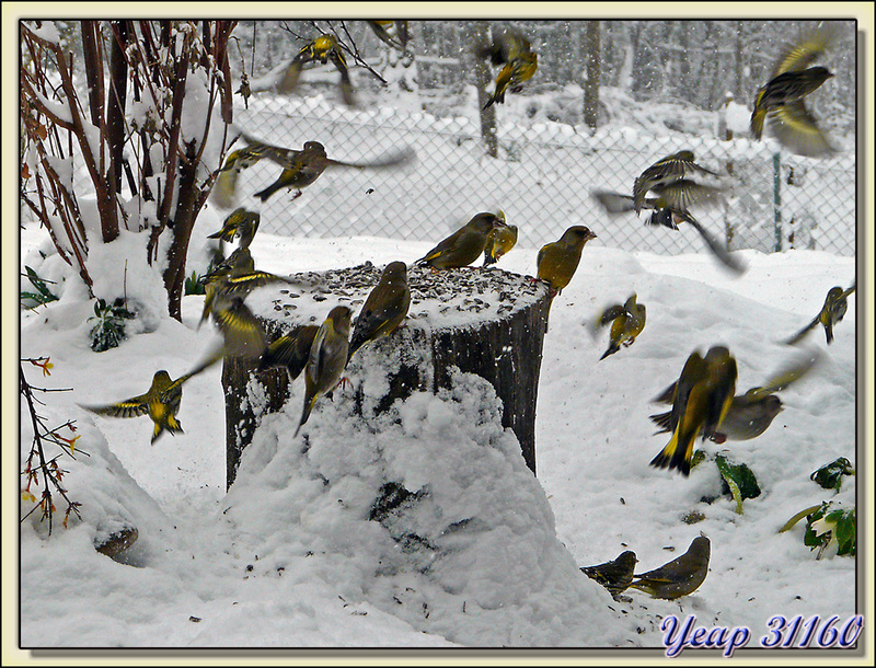 L'envol des oiseaux - Lartigau - Milhas - 31