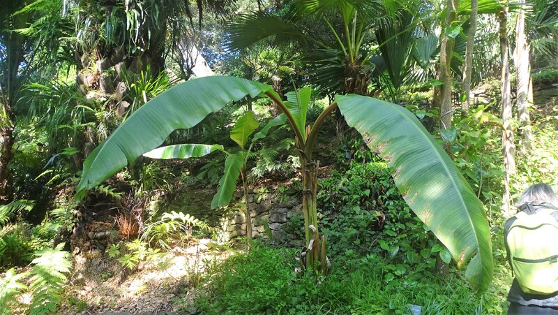Une semaine à l'ile de Batz chez Zaza avec ma féline - Le jardin colonial - La palmeraie