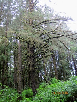 Parc national de Redwood - Californie