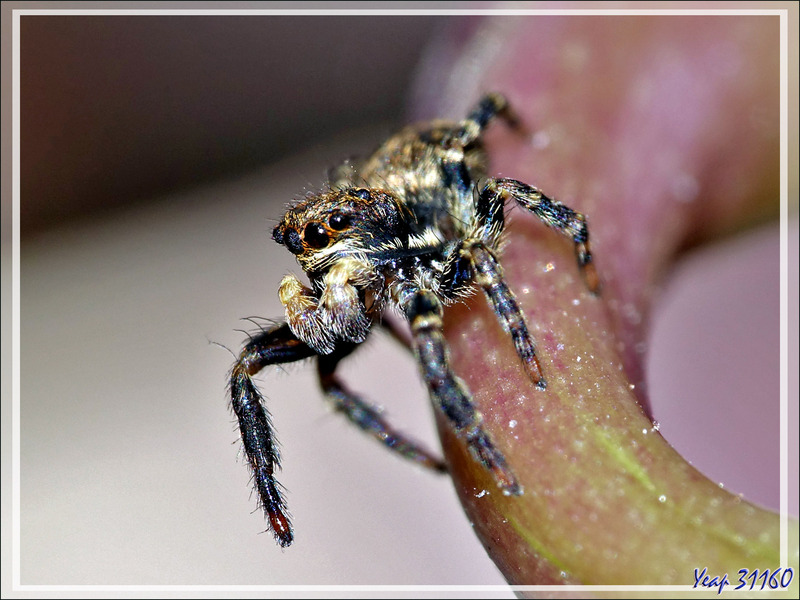 Araignée (sauteuse) Saltique laineux mâle (Pseudeuophrys lanigera) - Lartigau - Milhas - 31