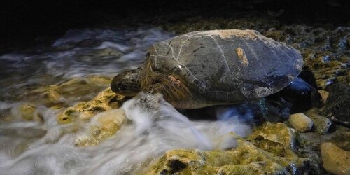 Un pêcheur frustré poignarde à mort des dizaines de tortues protégées