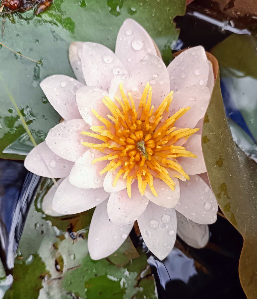 Premières fleurs de nénuphar de 2023...