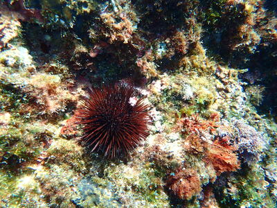 Une jolie balade à lîle Maire - Snorkeling du 19 juillet 2020