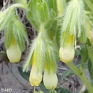 Onosma fastigiata - orcanette fastigiée