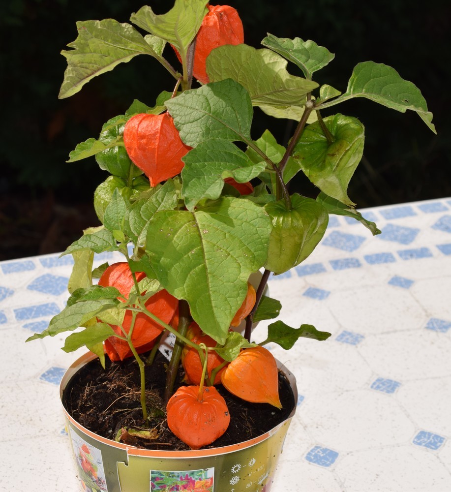 Physalis ou &quot;amours en cage&quot; en septembre 2017...