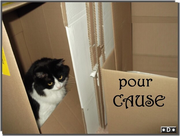 Dans les cartons .... 