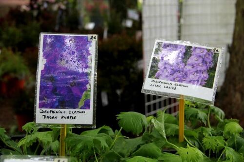 Hex - Garden & Plant Show 2017 featuring Warren Millington