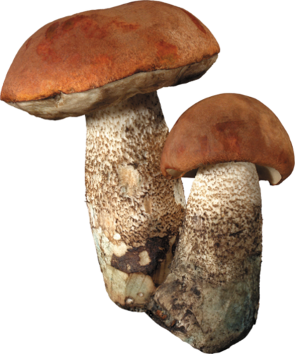 Champignons 5