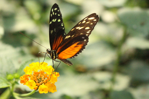 Jardin des papillons d'Hunawihr