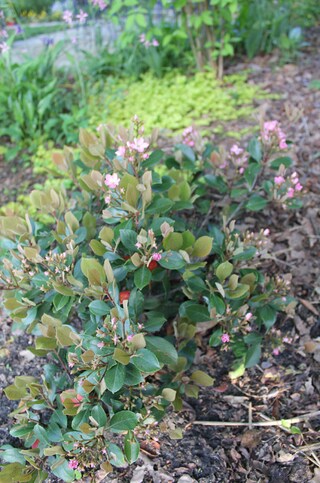 raphiolepis indica Springtime