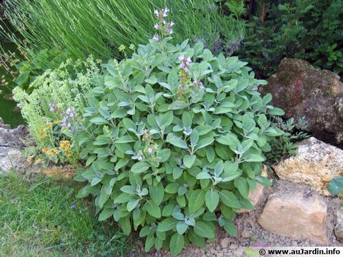 Maladies d'hiver : 5 plantes pour se soigner en douceur