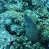 aux-maldives-plus-belle-photo-poisson-tropical_208585.jpg