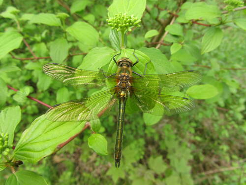 La cordulie bronzée (Cordulia aenea)  femelle  