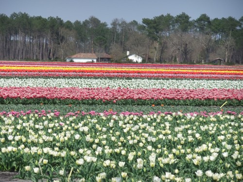 Les tulipes de nos landes