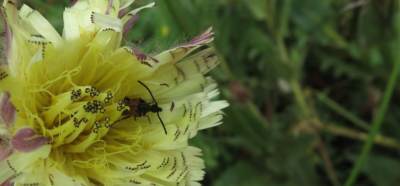 Un petit tour au jardin ce matin