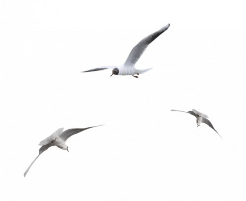 tubes oiseaux