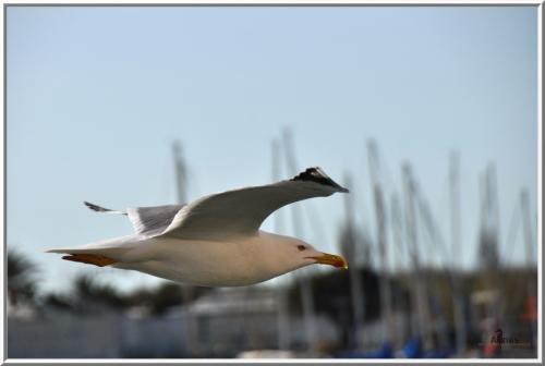 le CAP d'AGDE