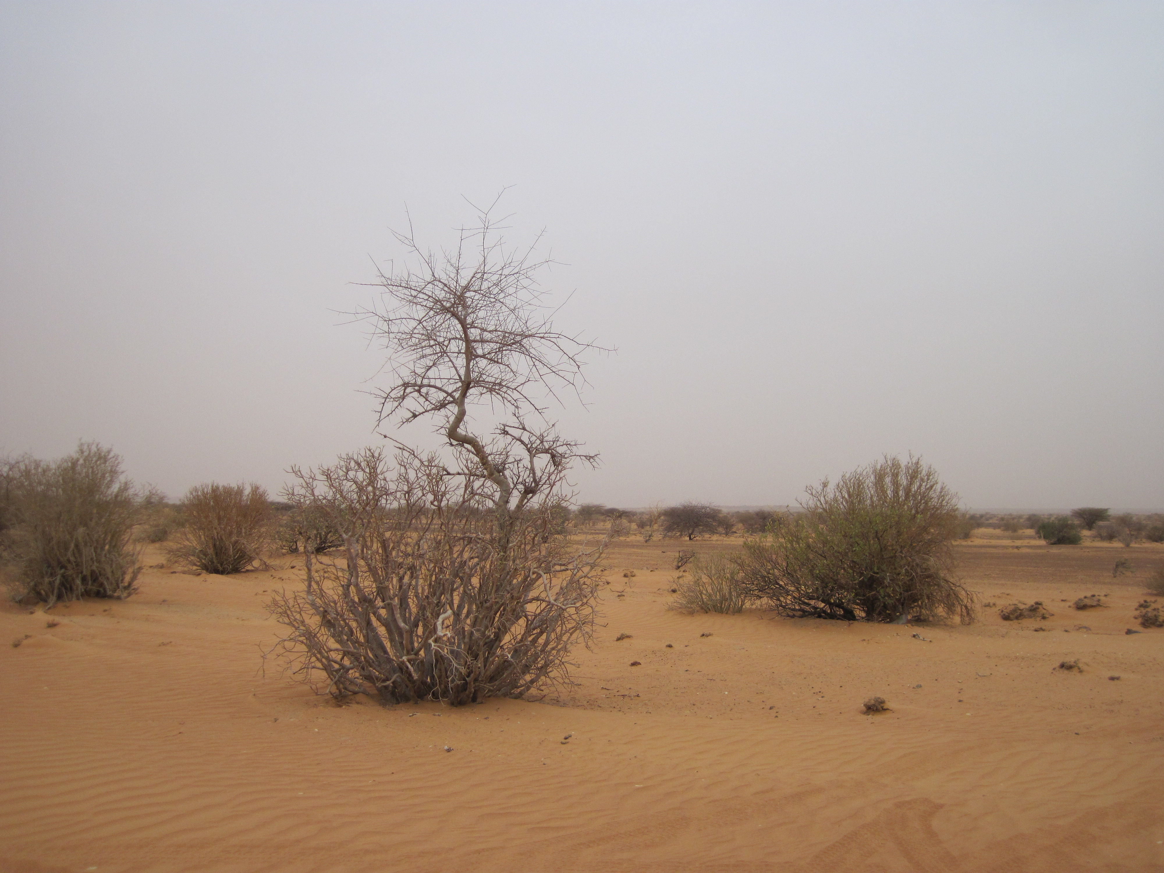 Mauritanie Bivouac avant la passe de Néga