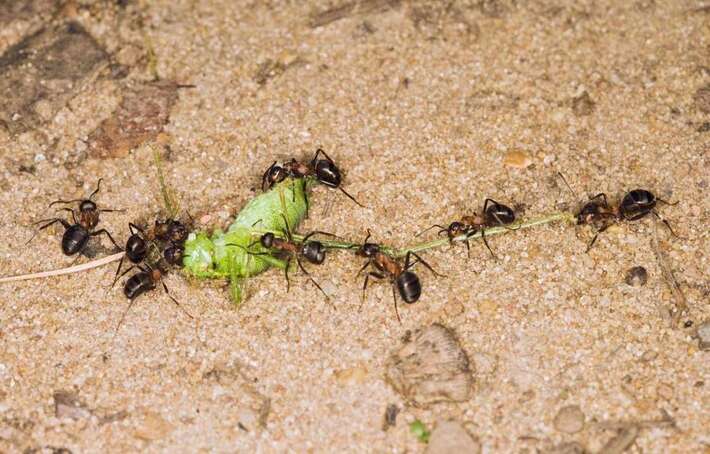 Singapour : Un magasin propose des fourmis comme animaux de compagnie